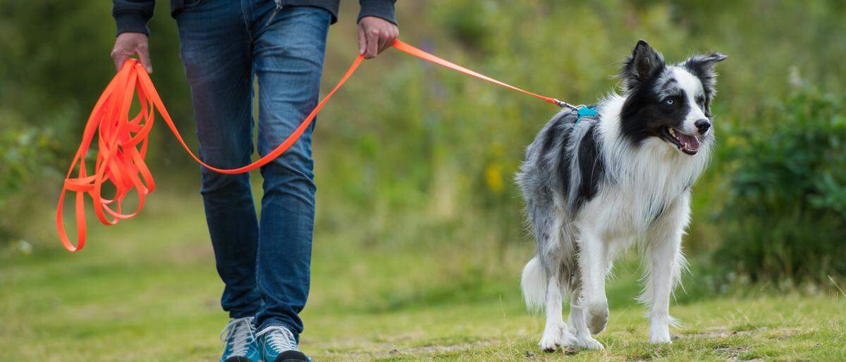 Mit Beschwichtigungssignalen kommunizieren Hunde