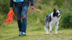 Mit Beschwichtigungssignalen kommunizieren Hunde