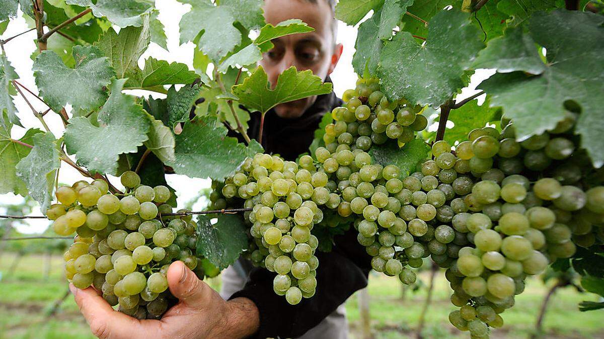 2017gab es eine gute Weinernte