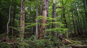 Der Verein „Urwald.eu“ will mit Spenden Waldstücke ankaufen, damit daraus wieder Urwald werden kann