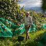„Lenzbauer“ Hans Gritsch freut sich heuer über die hervorragende Traubenqualität 