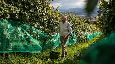 „Lenzbauer“ Hans Gritsch freut sich heuer über die hervorragende Traubenqualität 
