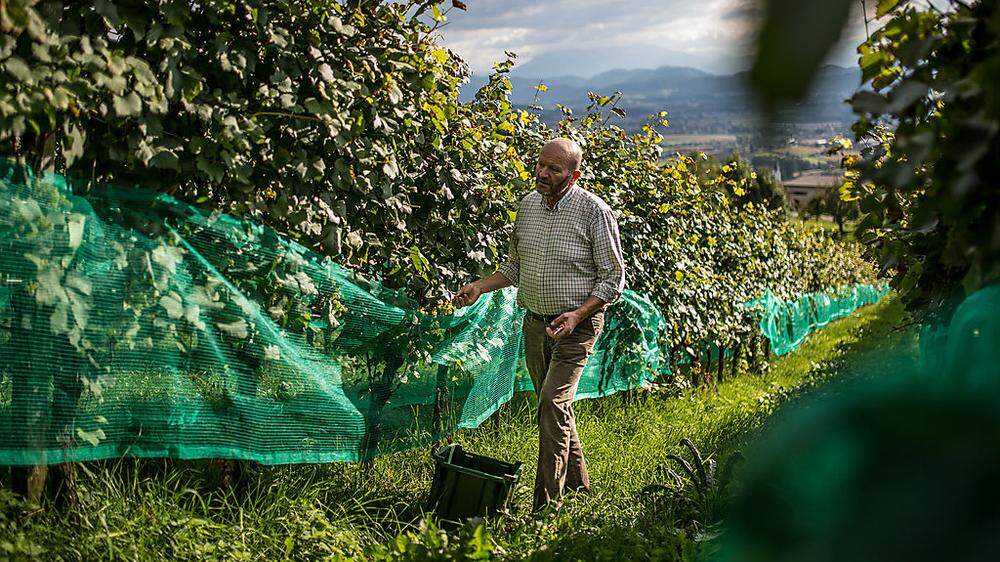 „Lenzbauer“ Hans Gritsch freut sich heuer über die hervorragende Traubenqualität 