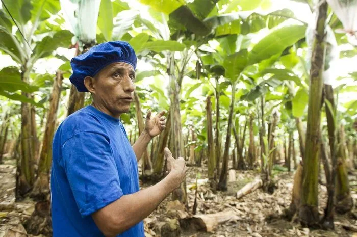 Der Bananenanbau erfolgtsowohl durch kleinstrukturierte Bauernfamilien als auch in Plantagen.