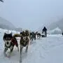 Schlittenhunde und ein Musher in winterlicher Atmosphäre
