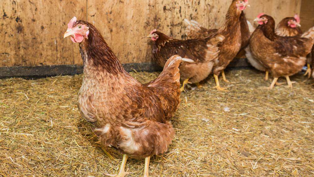 Hühner müssen in einigen Kärntner Bezirken bald drinnenbleiben