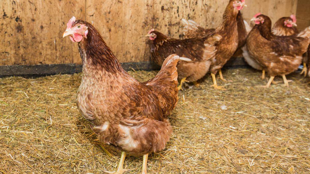 Hühner müssen in einigen Kärntner Bezirken bald drinnenbleiben