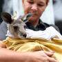 Die Buschbrände in Australien haben dramatische Folgen auf die Känguru-Population