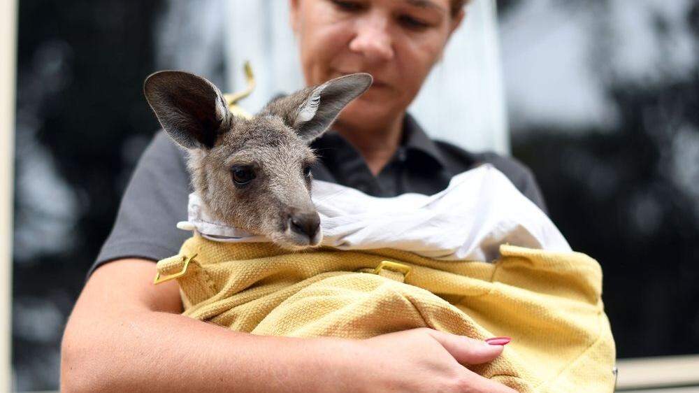 Die Buschbrände in Australien haben dramatische Folgen auf die Känguru-Population