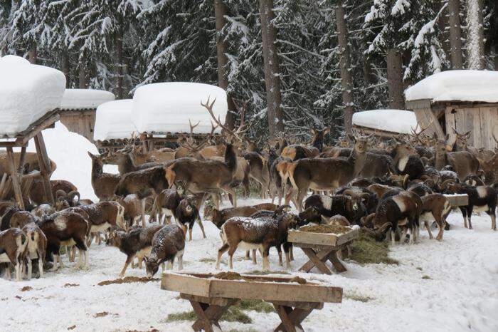 Spannend: Bei der Fütterung in Thumersbach bis zu 200 Wildtiere hautnah