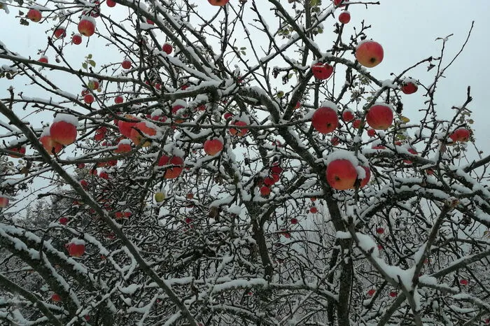 In Murau: Äpfel haben schwer zu tragen.