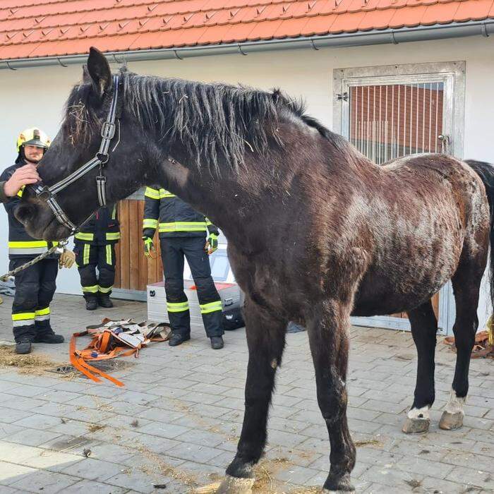 Die Rettungsaktion war erfolgreich – das Pferd stand wieder auf eigenen Beinen und konnte zurück in den Stall