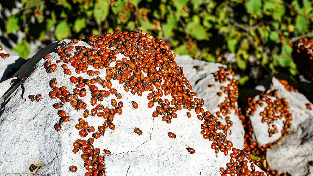 Sammelpunkt für den Winter