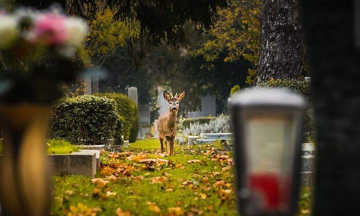 Wildtiere schätze die Stille am Zentralfriedhof