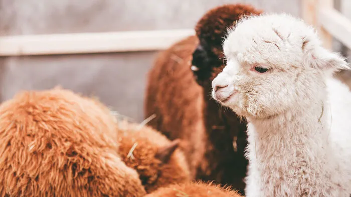 Der Kuschelfaktor ist dieser Tage in Traboch besonders hoch. Denn 206 flauschige Tiere sind Rinderzuchtzentrum ausgestellt und werden prämiert.