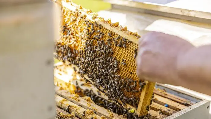 Ein Bienenstock wird ausgehoben. Ein Imker hält ein Stück Holz voller Bienen und Waben