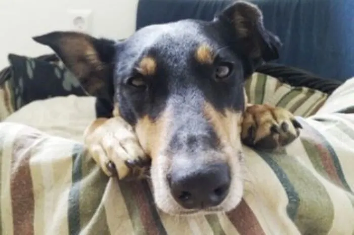 Maya