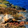 Unesco erweitert Biosphärenreservat der Galapagos-Inseln  