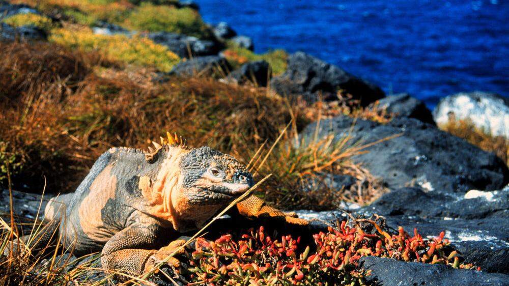 Unesco erweitert Biosphärenreservat der Galapagos-Inseln  