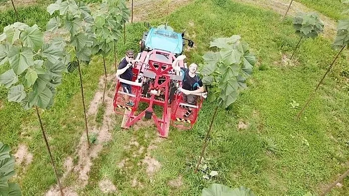 Der Paulownia-Baum wächst bis zu 6,3 Meter pro Jahr