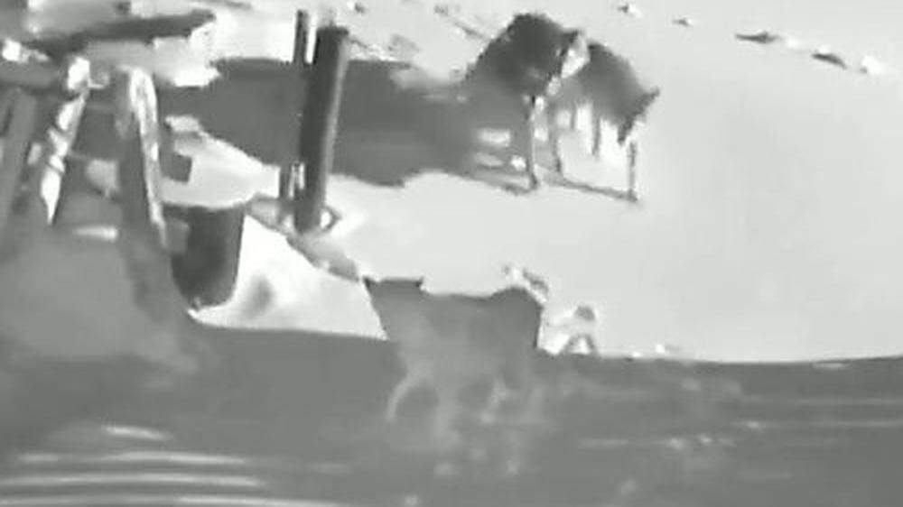 Ein Screenshot aus dem Video: Oben sind drei der sechs Wölfe zu sehen