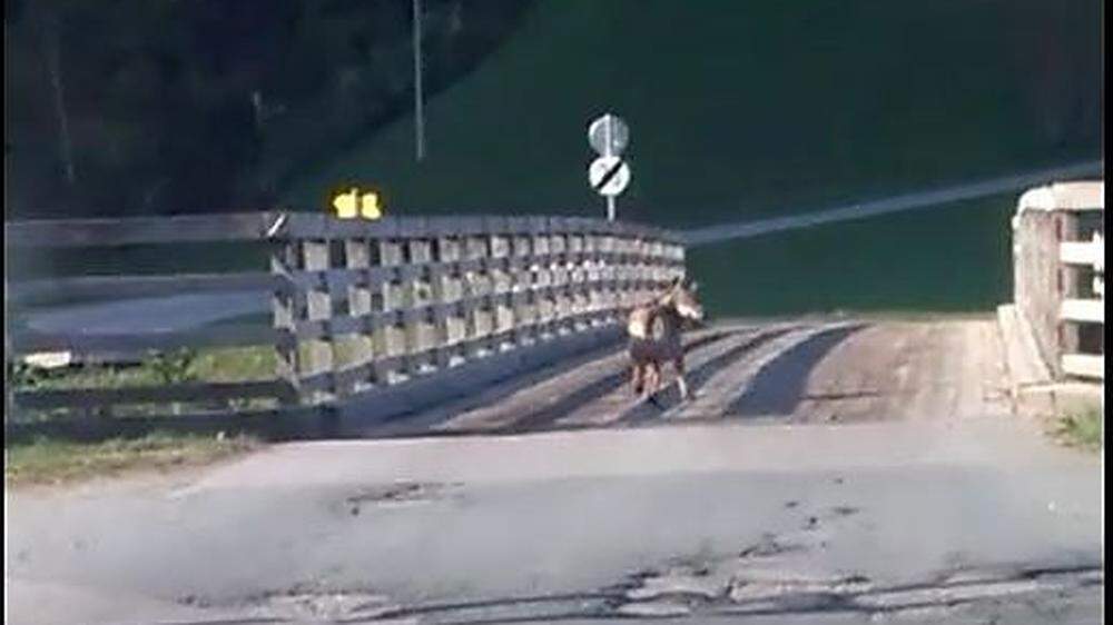 Der Wolf lief vor dem Auto über die Bichler Brücke in Matrei 