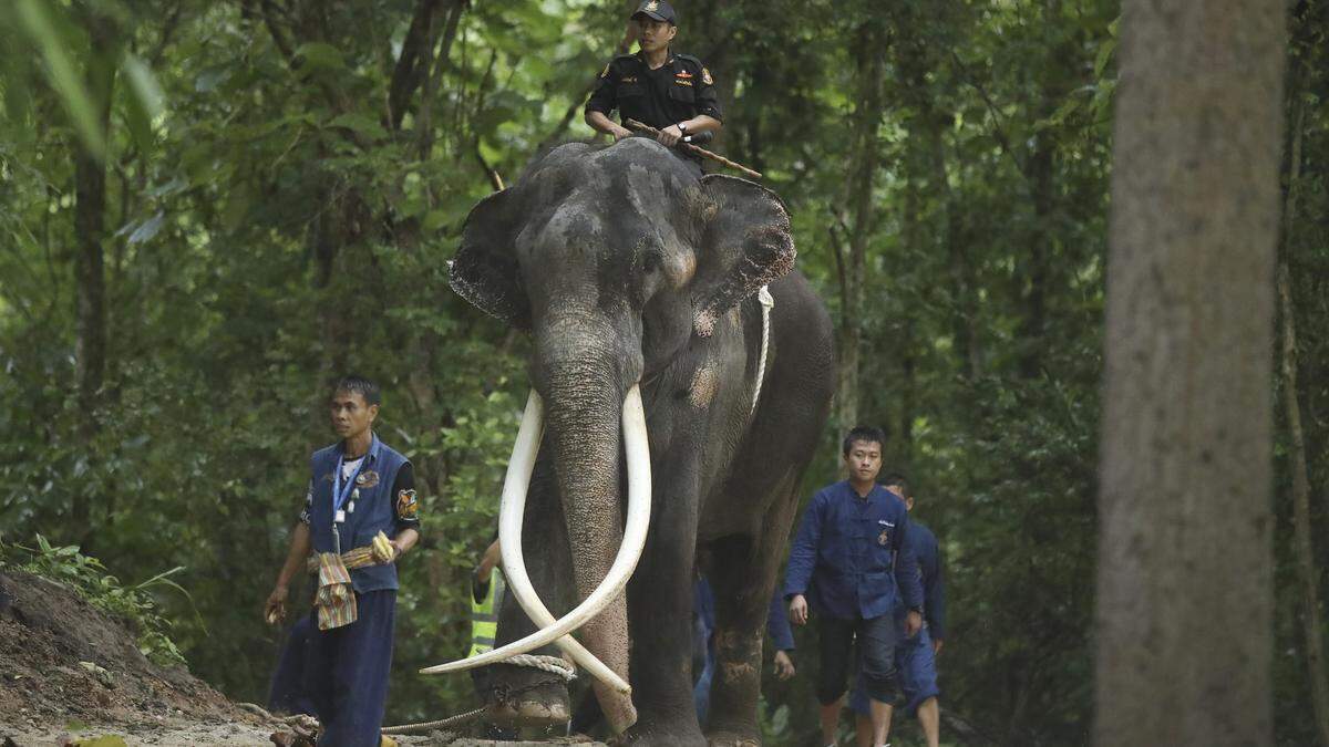 Misshandelter Elefant ist wieder zurück zu Hause