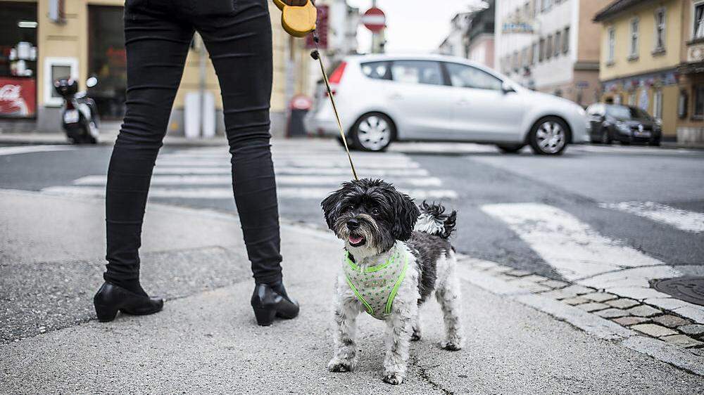 FPÖ Voitsberg fordert den Verzicht auf die Einhebung der Hundesteuer