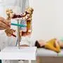 Anatomical intestines model with pathology in doctor hands. Gastroenterologist palpates patient abdomen and examines belly at clinic over background