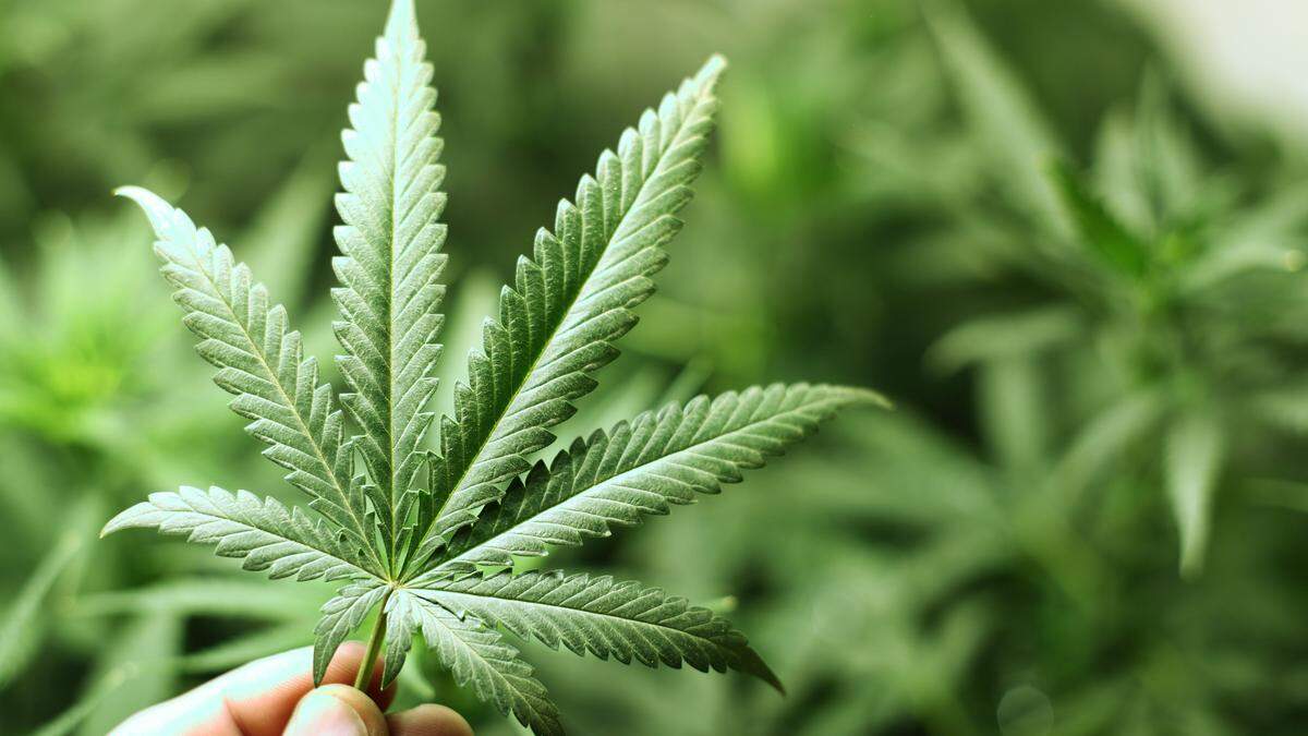 Marihuana wird in den USA auf Bundesebene wie Heroin eingestuft