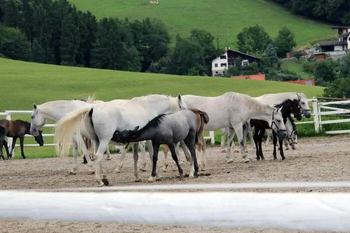Auf dem Weg zur Wagenremise konnten die Gäste die edlen weißen Pferde mit ihren Fohlen bewundern.