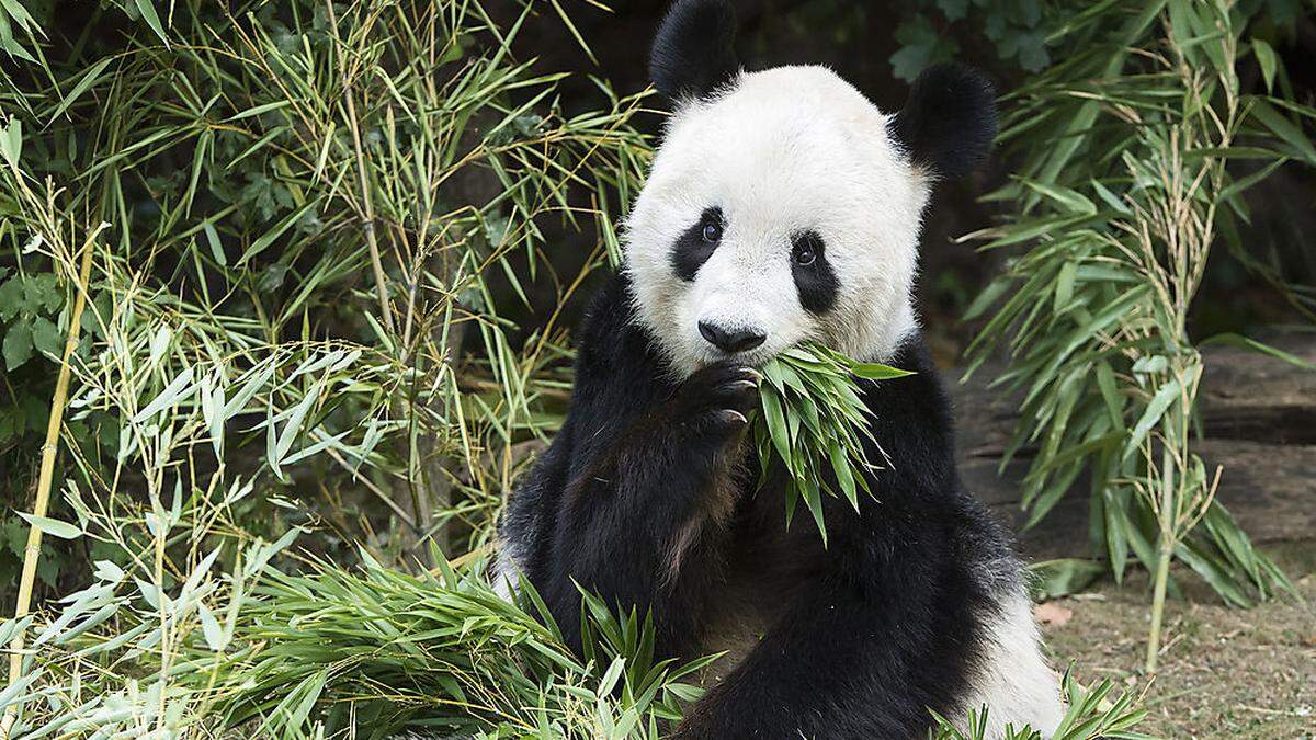 Internationaler Roter Panda Tag – Tiergarten Schönbrunn