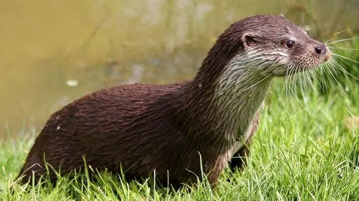 Fischotter gelten als die besten Schwimmer unter den Landraubtieren