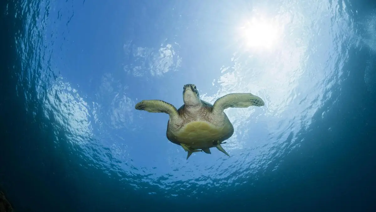 Eine Grüne Meeresschildkröte schwimmt knapp unter der Wasseroberfläche | Grüne Meeresschildkröten sorgen für einen Hoffnungsschimmer