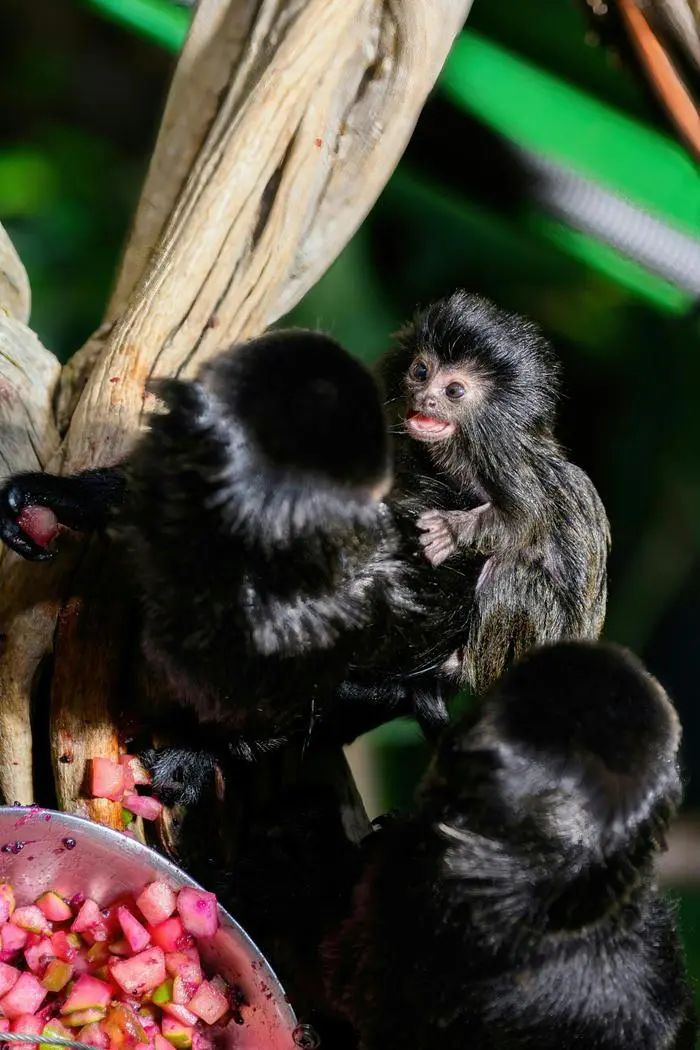 ABD0029_20250109 - WIEN - STERREICH: ++ HANDOUT ++ ZU APA0126 VOM 9.1.2025 - Das Haus des Meeres freut sich ber seltenen Nachwuchs: Im Dezember 2024 kam im Aqua Terra Zoo ein Jungtier der Springtamarine (Callimico goeldii) zur Welt. Springtamarine sind heute nur noch in vereinzelten Gebieten des Amazonasbeckens anzutreffen. In Zoos werden sie ausschlie§lich im Rahmen spezialisierter Erhaltungszuchtprogramme gepflegt, um den Fortbestand der Art zu sichern. Im Bild: Der Springtamarin - Nachwuchs im Haus des Meeres. - FOTO: APA/HAUS DES MEERES/DOMINIK MOSER - ++ WIR WEISEN AUSDRCKLICH DARAUF HIN, DASS EINE VERWENDUNG DES BILDES AUS MEDIEN- UND/ODER URHEBERRECHTLICHEN GRNDEN AUSSCHLIESSLICH IM ZUSAMMENHANG MIT DEM ANGEFHRTEN ZWECK UND REDAKTIONELL ERFOLGEN DARF - VOLLSTNDIGE COPYRIGHTNENNUNG VERPFLICHTEND ++