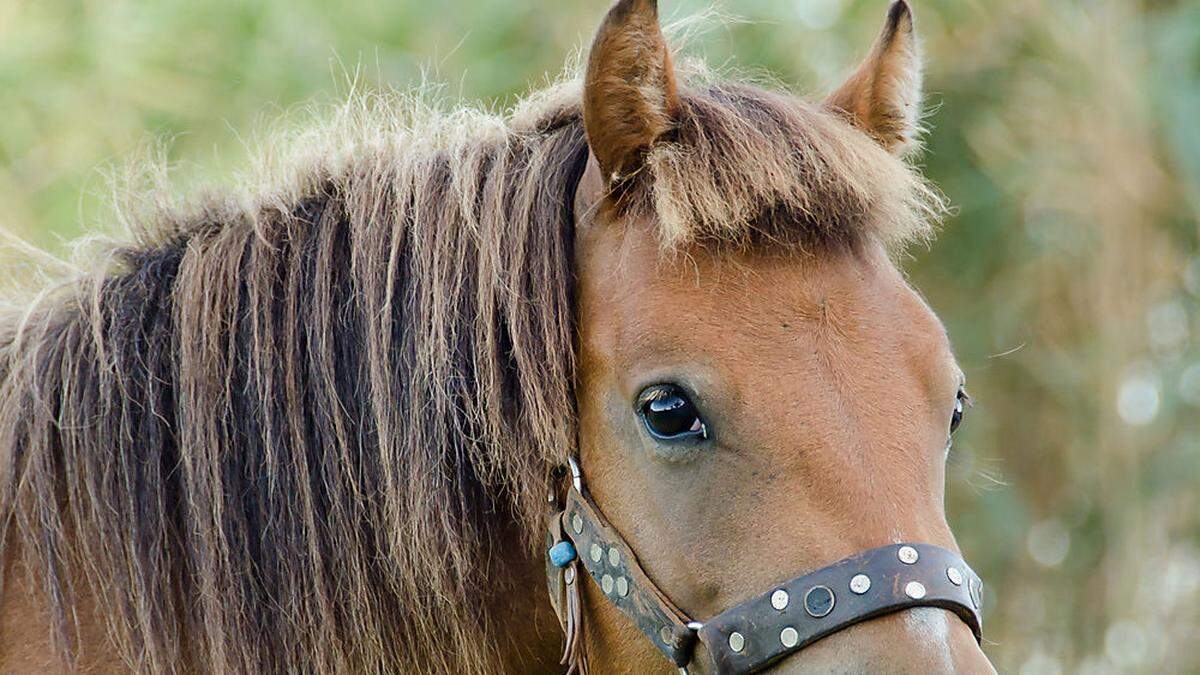 Pferdehalter in und um Stainz können aufatmen (Sujetbild)