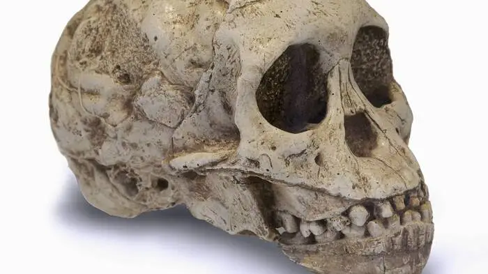 Der vermeintliche Kinderschädel wurde auf einem Waldboden entdeckt (Sujet)