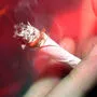 Der Lenker und sein Beifahrer hatten in der Nacht zuvor gefeiert - und Joints geraucht