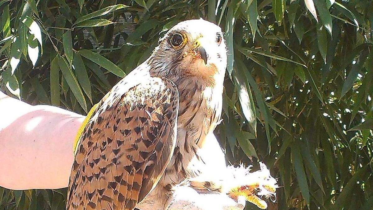 Der verletzte Falke wird beim "Verein für kleine Wildtiere in Not" gepflegt 