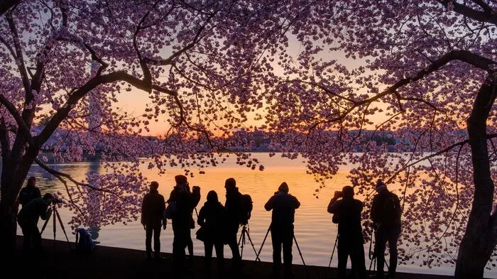 Fotografen reihen sich am Tidal Basin in Washington aneinander um ein Foto der prachtvoll blühenden Kirschbäume zu schießen.