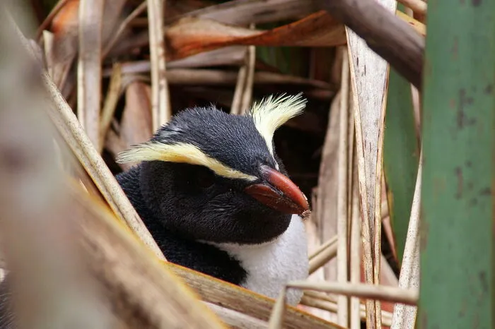 Der eigentliche Lebensraum der Pinguine ist das offene Meer, an das sie anatomisch hervorragend angepasst sind.
