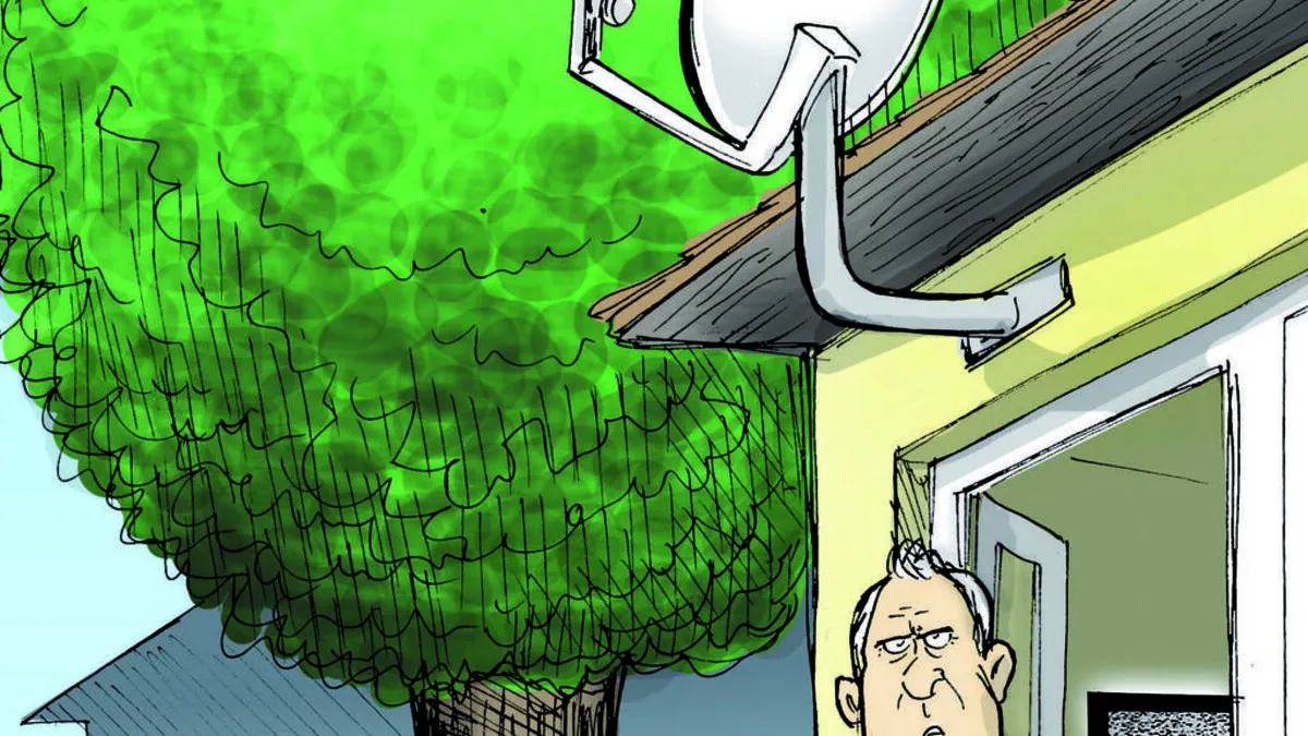 Kein Empfang: Baum steht vor der Sat-Schüssel