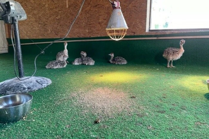 Süßer Nachwuchs im "Kinderzimmer".