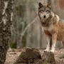 In Zukunft könnten sich mehr Wölfe in Österreich ansiedeln