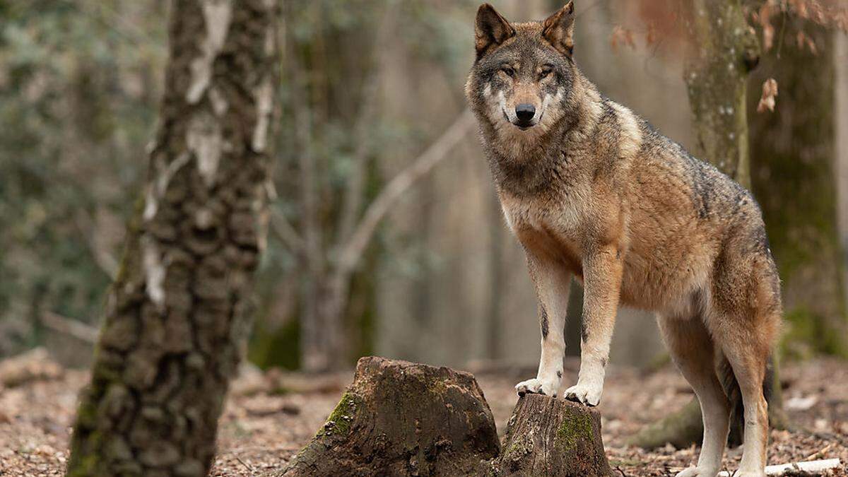 In Zukunft könnten sich mehr Wölfe in Österreich ansiedeln