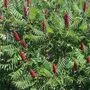Sprießt mittlerweile gerade auch in der Stadt aus unzähligen Ritzen: der Essigbaum