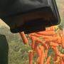 Wallabys bekamen Karotten aus der Luft