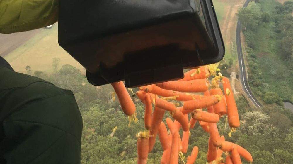 Wallabys bekamen Karotten aus der Luft