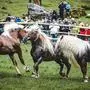 Rangkämpfe unter den Pferden zu Beginn der Almsaison sind notwendig, um Streitereien im Sommer zu verhindern