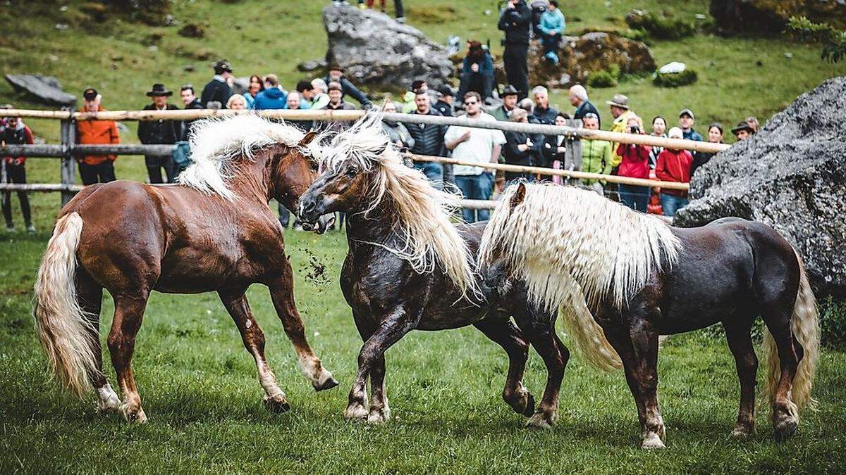 Rangkämpfe unter den Pferden zu Beginn der Almsaison sind notwendig, um Streitereien im Sommer zu verhindern